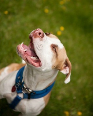 House Training a Pitbull