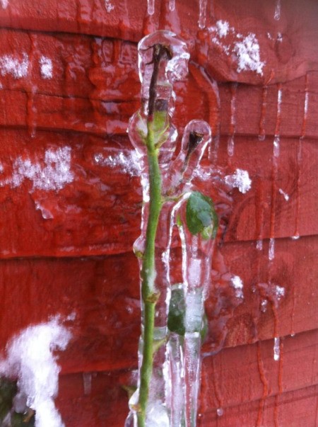 Rose plant completely encased in ice.
