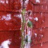 Rose plant completely encased in ice.