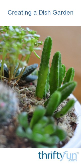 Creating A Cactus Dish Garden