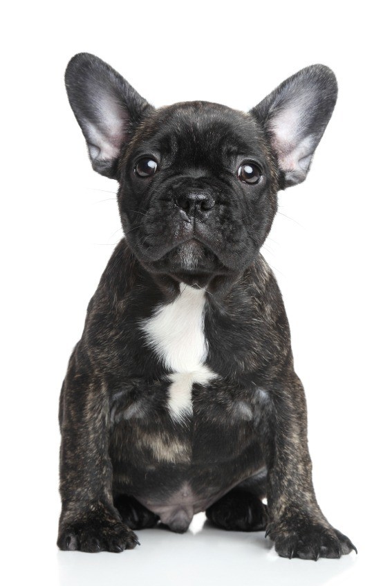 French Bulldog - Breed Information and Photos | ThriftyFun