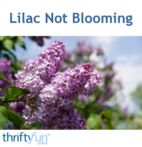 Lilac Not Blooming | ThriftyFun