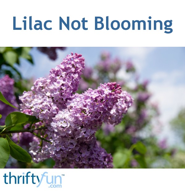 Lilac Not Blooming ThriftyFun