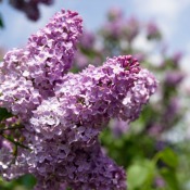 Lilac Blooming