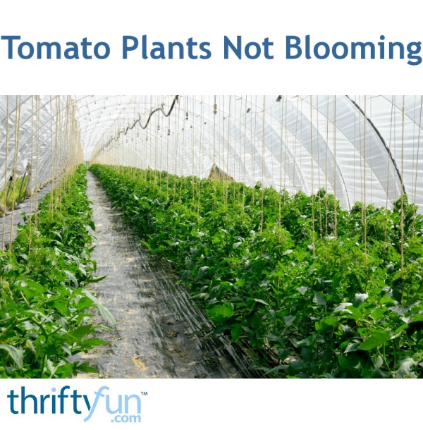 Tomato Plants Not Blooming ThriftyFun
