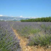Growing: Lavender