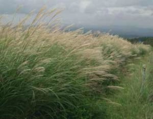 Growing: Ornamental Grasses