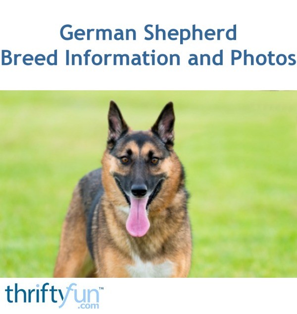 German Shepherd - Breed Information and Photos | ThriftyFun