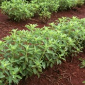 Growing and Harvesting Stevia
