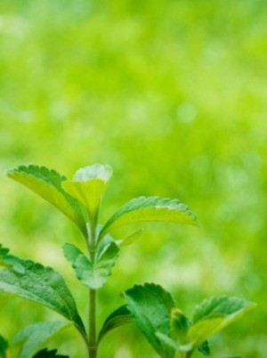 Stevia Leaves