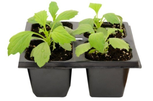 Keeping Seedlings From Dying ThriftyFun