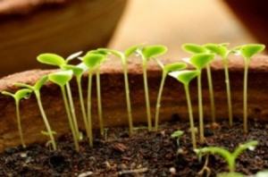 seedlings