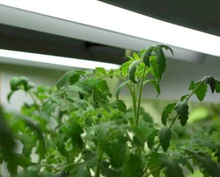 Tomato plants growing under a grow light system.