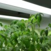 Tomato plants growing under a grow light system.