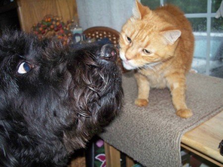 Dog and cat nose to nose.
