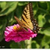 Butterfly and Zinnia