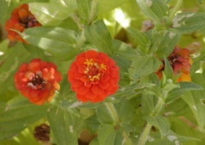 red zinnia flowers
