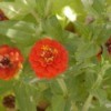 red zinnia flowers