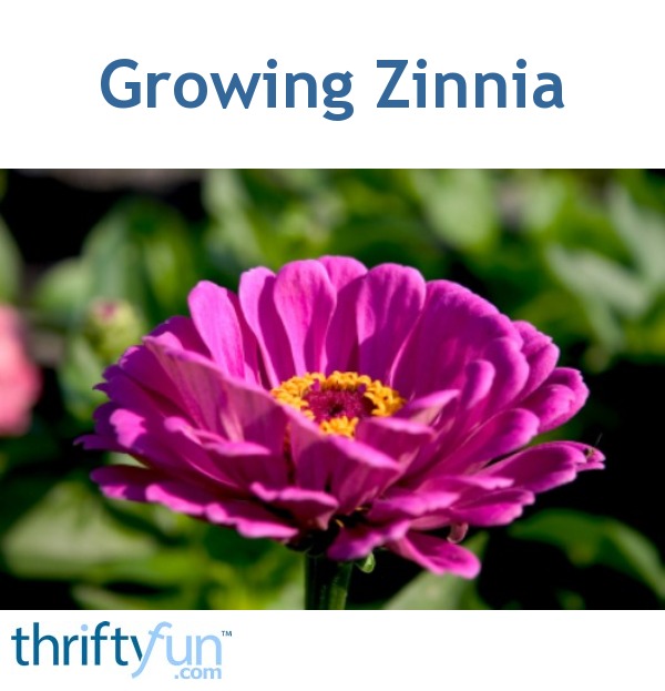 Growing Zinnias Thriftyfun