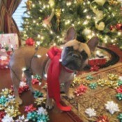 Brooklynn (French Bulldog)