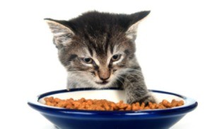 A kitten eating food from a bowl.