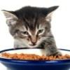 A kitten eating food from a bowl.