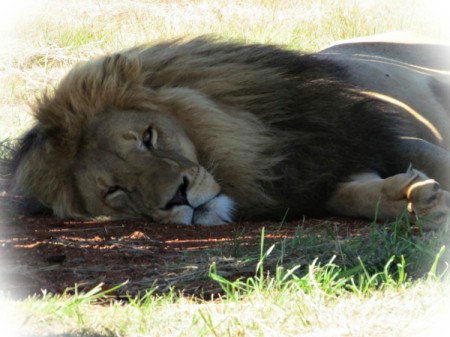 Lion lying in the shade.