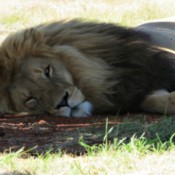 Lion lying in the shade.