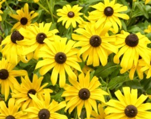 Black-Eyed Susan (Rudbeckia)