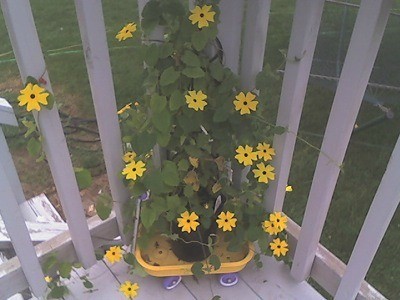 A Black-eyed Susan vine growing up a patio railing.