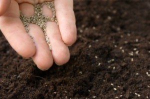 Planting Small Seeds