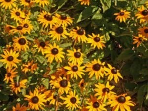 gloriosa daisy flowers