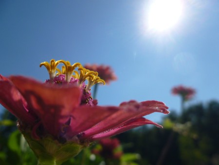Flowers in the Summer Sun