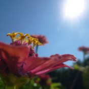 Flowers in the Summer Sun