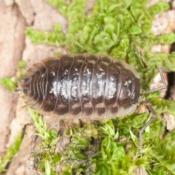 Rolly Pollies (Pill Bug)