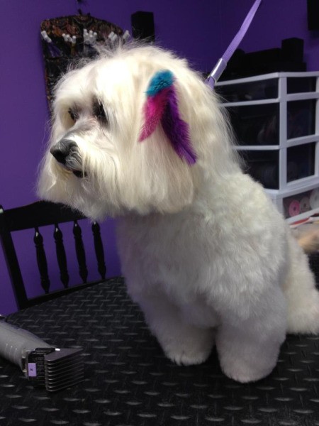 Shih-Tzu/Poodle on table.