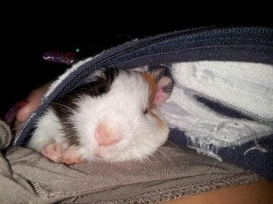 Guinea pig inside jacket.