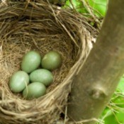Nesting Supplies to Birds