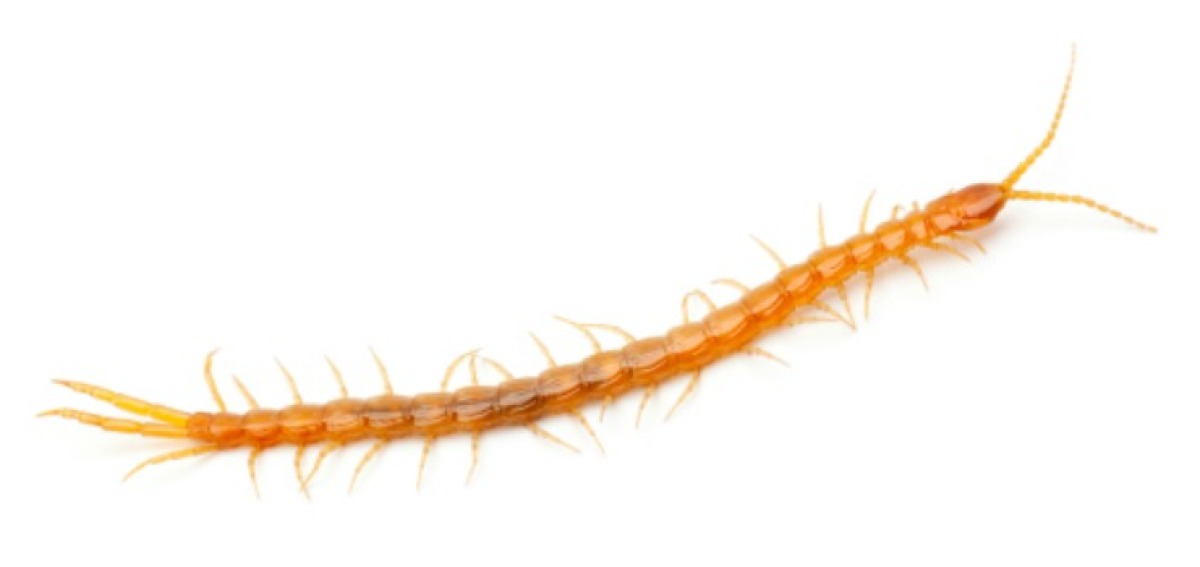 Getting Rid Of Centipedes Inside Your Home Thriftyfun