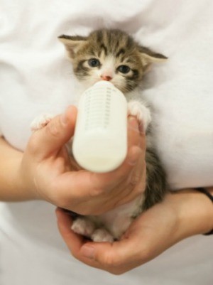 Orphaned kitten being bottle fed.