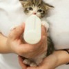 Orphaned kitten being bottle fed.