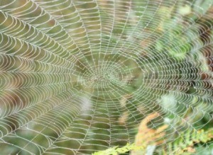 Spider Web