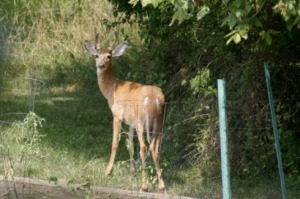 Deer in a garden