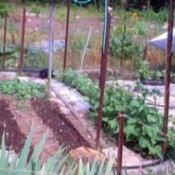 Soaker Hoses and Newspaper