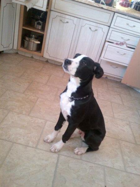 Black and white puppy in kitchen.