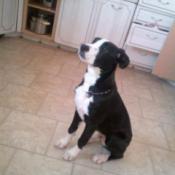 Black and white puppy in kitchen.