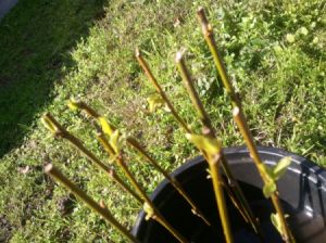 Willow cuttings in a container.