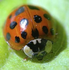 Autumn Ladybug Invasions