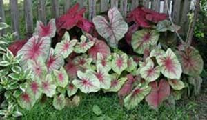 Growing Caladium