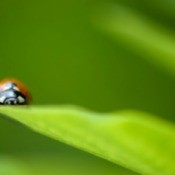 Caring for Pet Ladybugs
